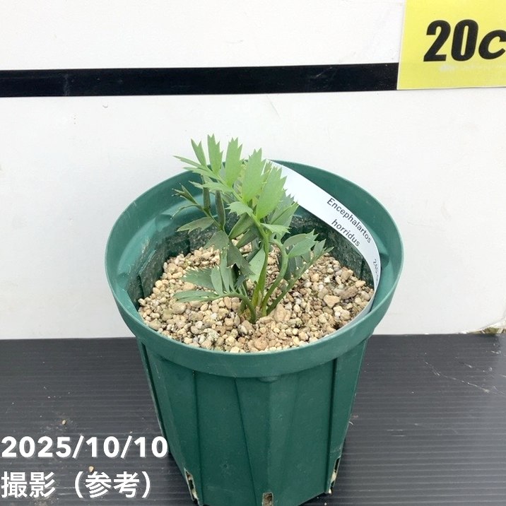 激レア！現品お届け】エンセファラルトス ホリダス（ヒメオニソテツ