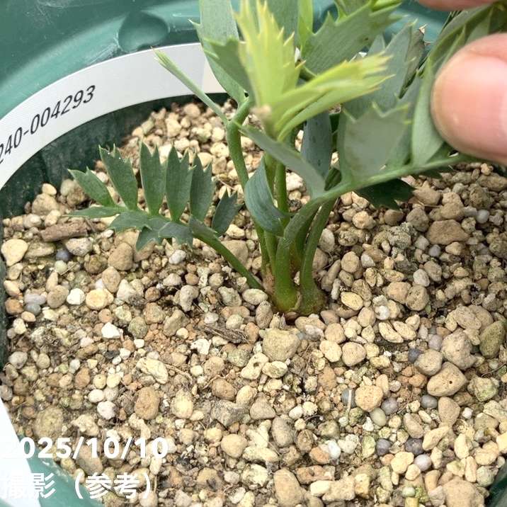 【激レア!現品お届け】エンセファラルトス ホリダス(ヒメオニソテツ) 5号ロングスリット鉢 240-004293|観葉01-D1