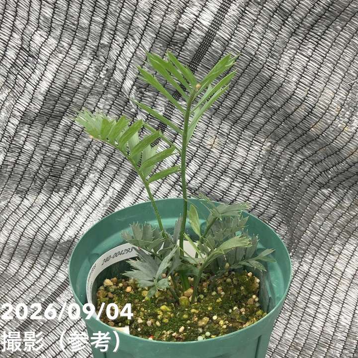 激レア！現品お届け】エンセファラルトス ホリダス（ヒメオニソテツ
