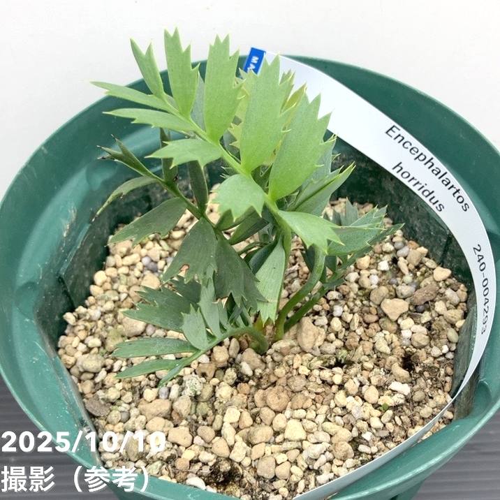 激レア！現品お届け】エンセファラルトス ホリダス（ヒメオニソテツ