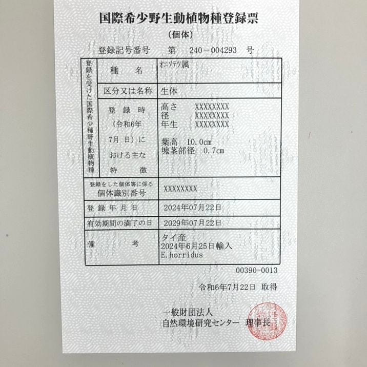 【激レア!現品お届け】エンセファラルトス ホリダス(ヒメオニソテツ) 5号ロングスリット鉢 240-004293|観葉01-D1