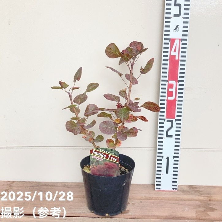 スモークツリー ダイアナ 4.5号｜花木04-PA | 花木・庭木,スモーク