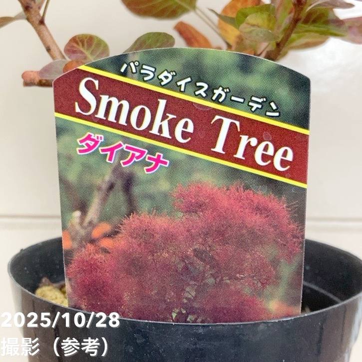 スモークツリー ダイアナ 4.5号｜花木04-PA | 花木・庭木,スモーク