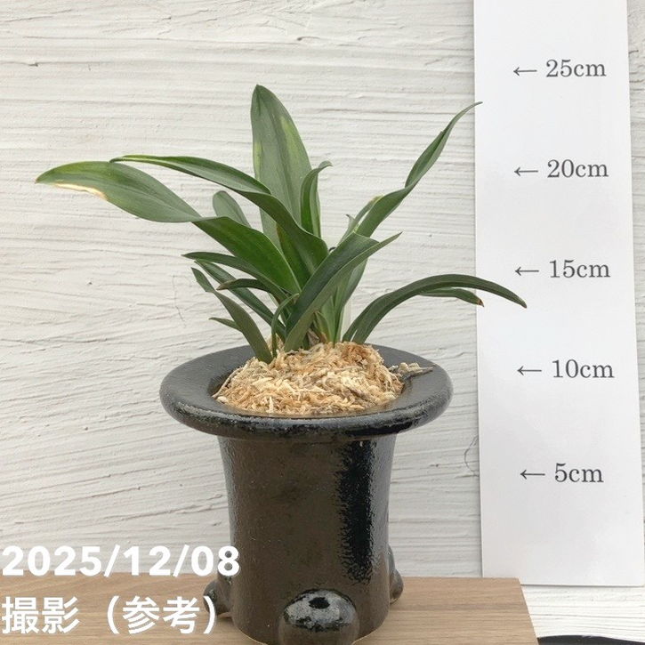 現品お届け】豊明園 万年青 オモト 雀 陶器鉢（O6）｜観葉10-TU | 観葉