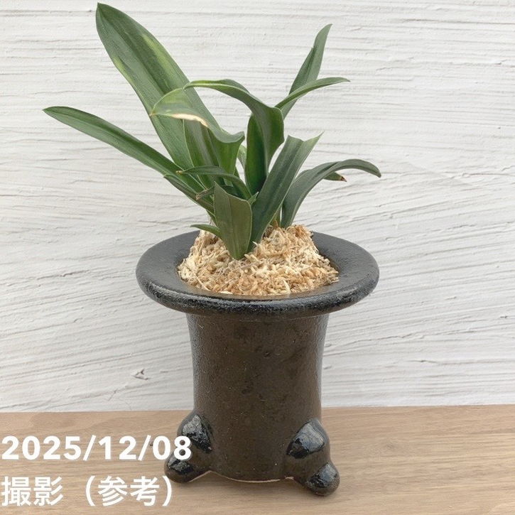 現品お届け】豊明園 万年青 オモト 雀 陶器鉢（O6）｜観葉10-TU | 観葉