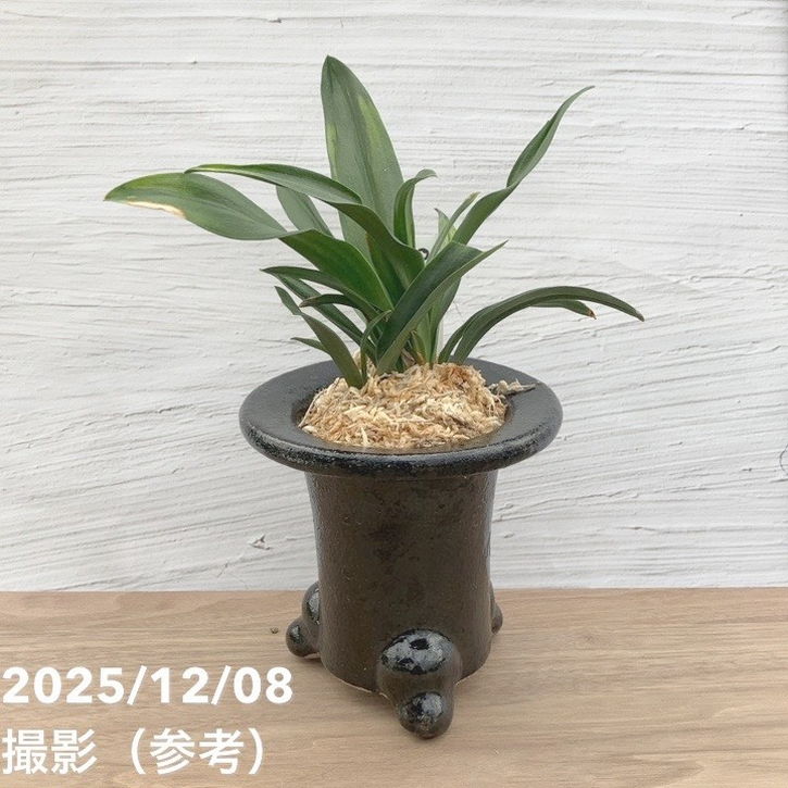 現品お届け】豊明園 万年青 オモト 雀 陶器鉢（O6）｜観葉10-TU | 観葉