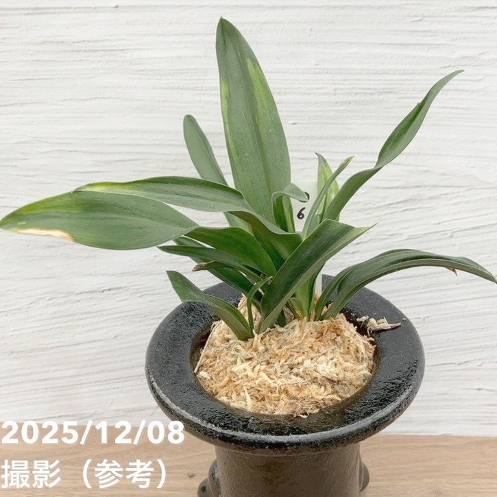 現品お届け】豊明園 万年青 オモト 雀 陶器鉢（O6）｜観葉10-TU | 観葉