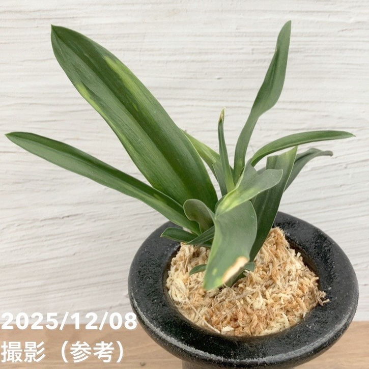 現品お届け】豊明園 万年青 オモト 雀 陶器鉢（O6）｜観葉10-TU | 観葉