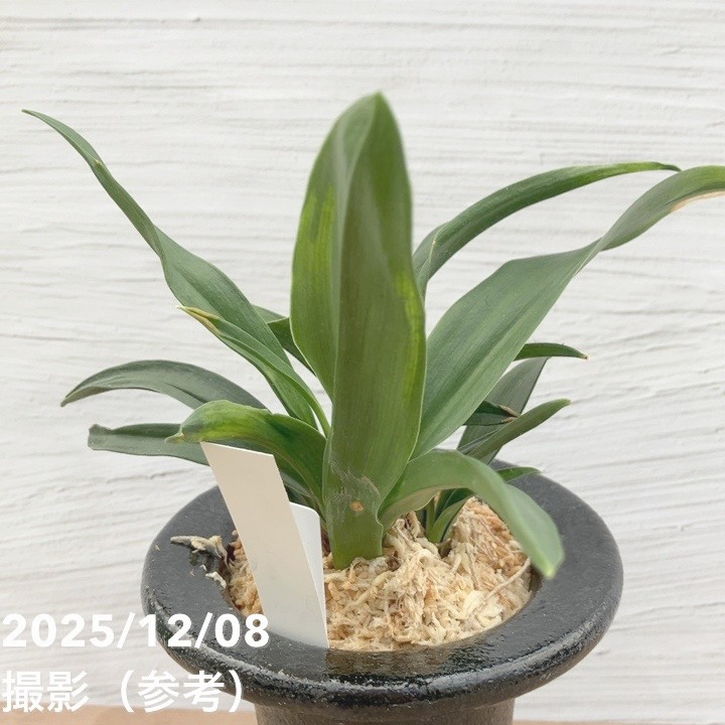 65周年記念セール】【現品お届け】豊明園 万年青 オモト 雀 陶器鉢（O6
