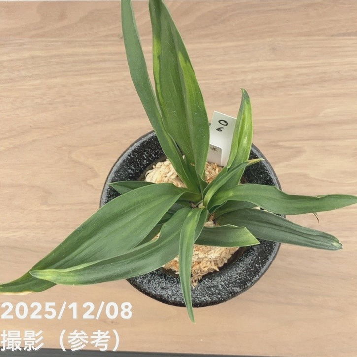 現品お届け】豊明園 万年青 オモト 雀 陶器鉢（O6）｜観葉10-TU | 観葉