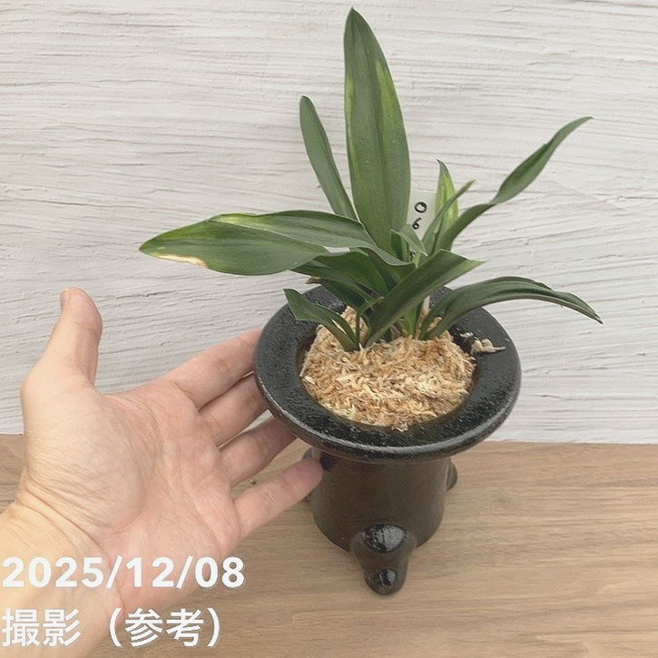 現品お届け】豊明園 万年青 オモト 雀 陶器鉢（O6）｜観葉10-TU | 観葉