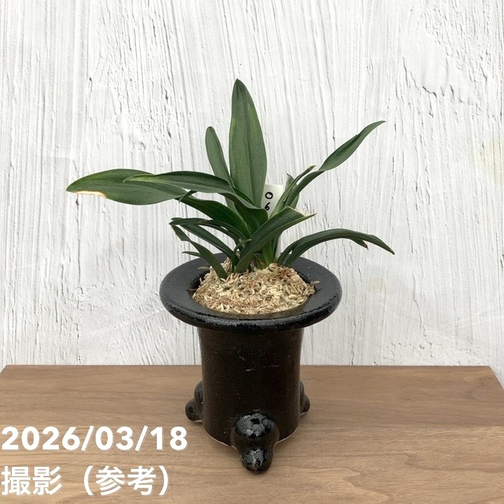 万年青　おもと　豊授楽　黄覆輪斑　4号陶器鉢つき　し 現品お届け】豊明園 万年青 オモト 聖源 陶器鉢（O32）｜観葉10-TU