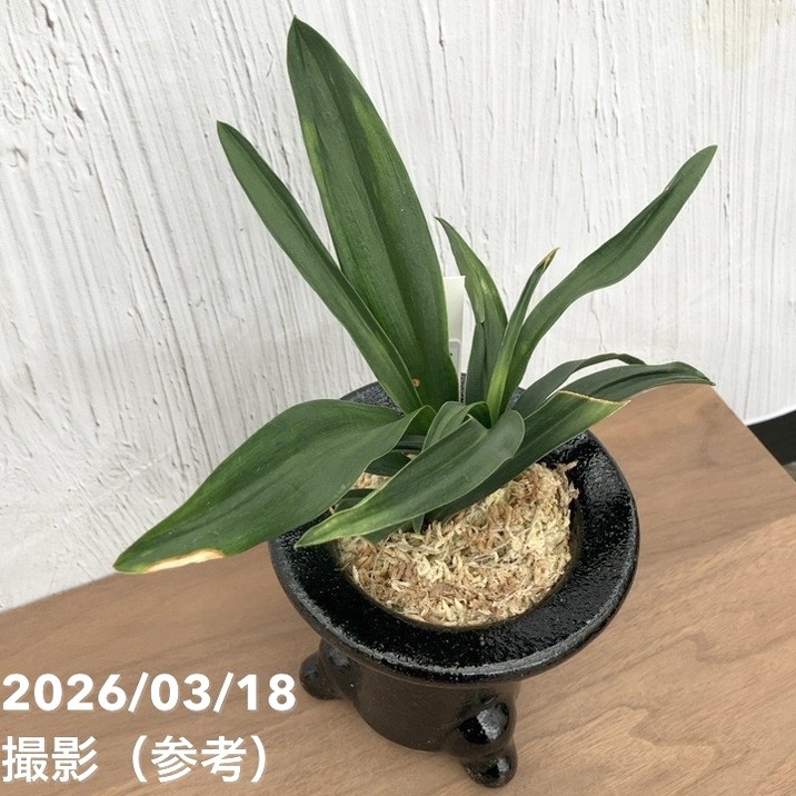 現品お届け】豊明園 万年青 オモト 雀 陶器鉢（O6）｜観葉10-TU | 観葉