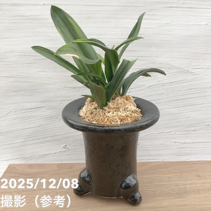 青花纏枝蓮六方鉢盆栽 工芸品 美術品 置物 盆栽鉢 「紀伊染付山水図楕円鉢」 植木鉢 絵付鉢 作家鉢 磁器 呉須 共