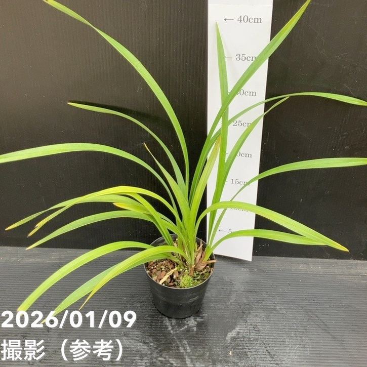 <花芽1個>キンリョウヘン 3.5号(品種名なし)|ミツバチ蘭|洋蘭10-TU