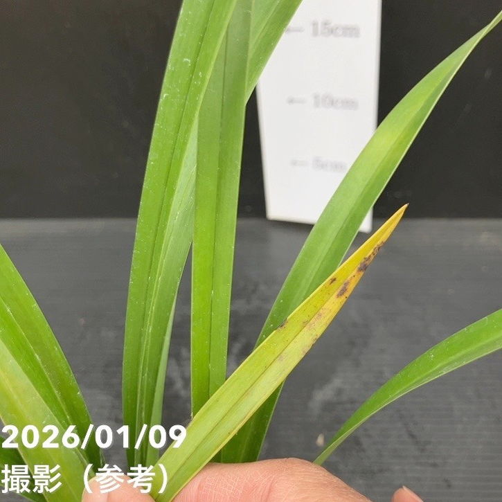 <花芽1個>キンリョウヘン 3.5号(品種名なし)|ミツバチ蘭|洋蘭10-TU