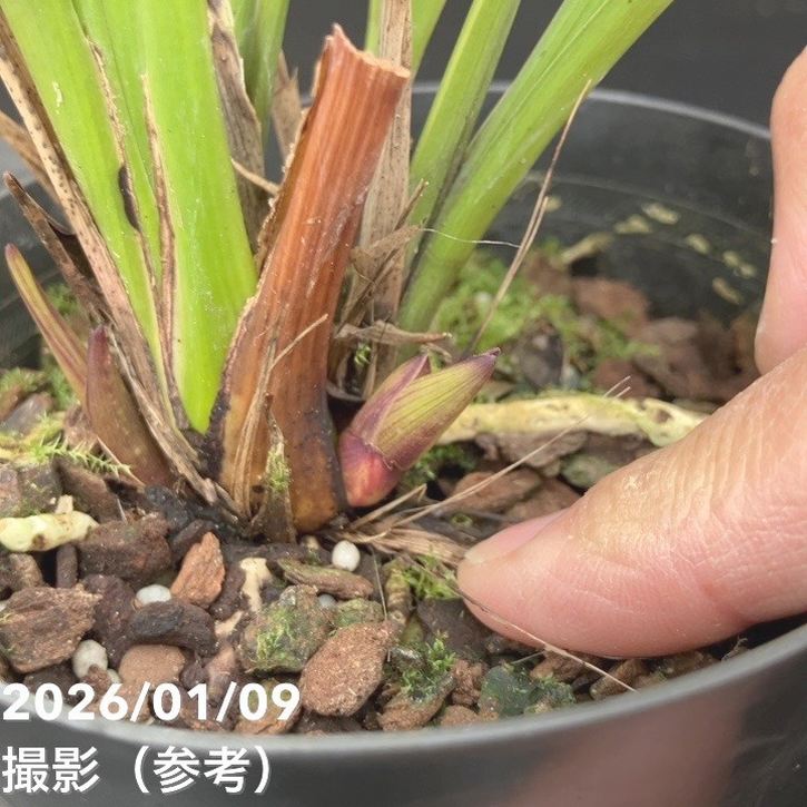 <花芽1個>キンリョウヘン 3.5号(品種名なし)|ミツバチ蘭|洋蘭10-TU