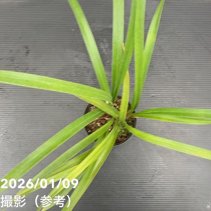 <花芽1個>キンリョウヘン 3.5号(品種名なし)|ミツバチ蘭|洋蘭10-TU