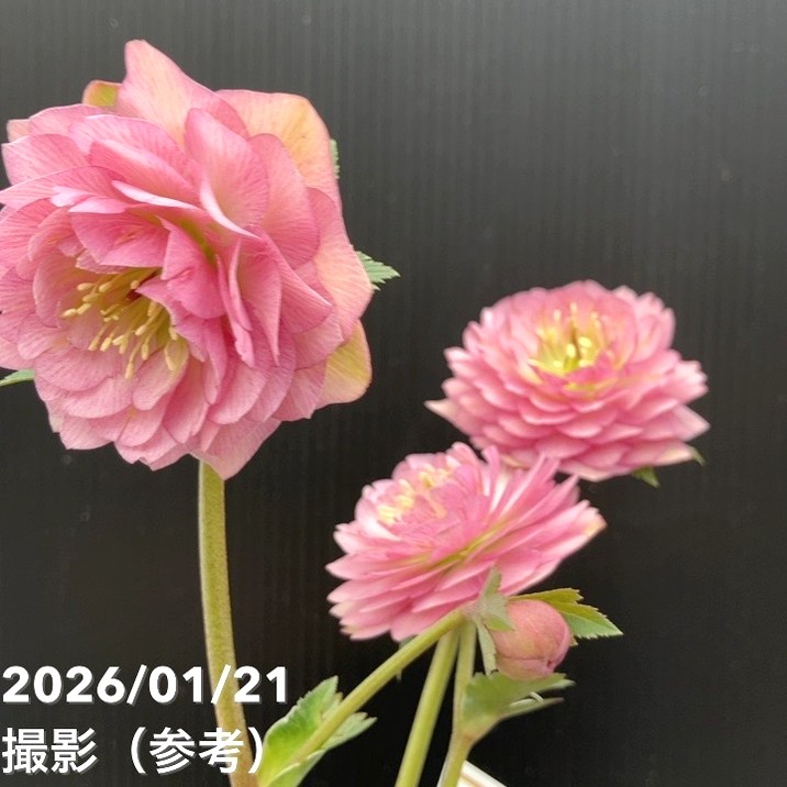 一点物】加藤農園 クリスマスローズ ピンクアフロディーテ 4.5号（KT15