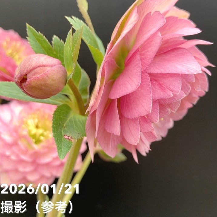 一点物】加藤農園 クリスマスローズ ピンクアフロディーテ 4.5号（KT15