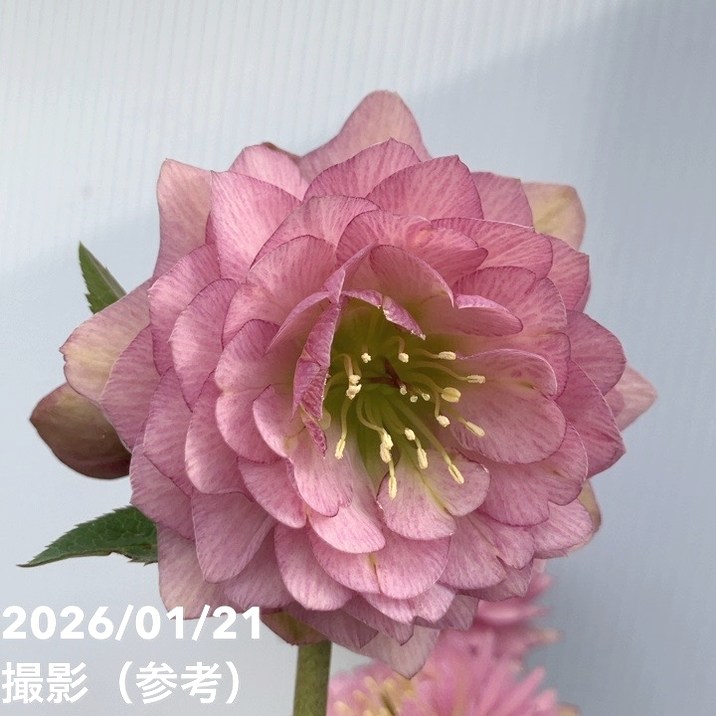 一点物】加藤農園 クリスマスローズ ピンクアフロディーテ 4.5号（KT15