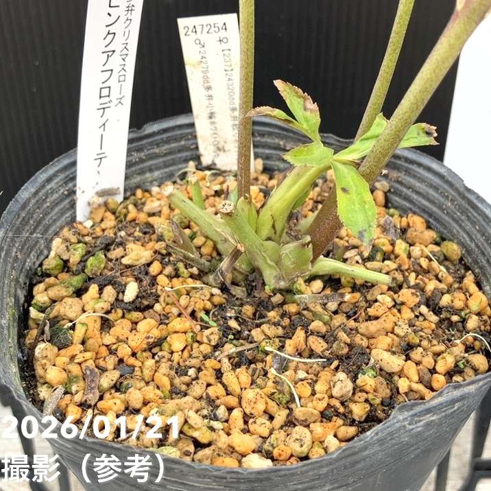 No. 176　ぽっぽちゃん 4点おまとめ ローズクォーツの四つ葉　蝶々③ 一点物】加藤農園 クリスマスローズ ピンクアフロディーテ 4.5号（KT15