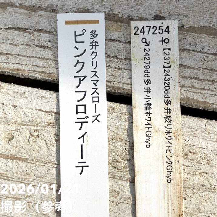 一点物】加藤農園 クリスマスローズ ピンクアフロディーテ 4.5号（KT15
