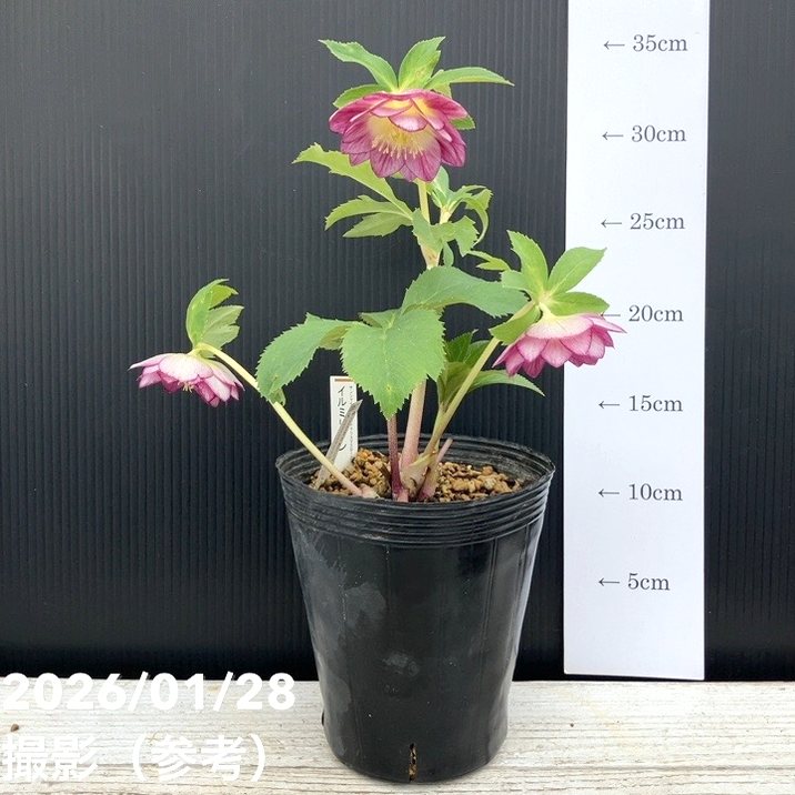 一点物】加藤農園 サンシャインゴールドクリスマスローズ イルミリオン