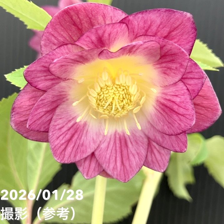 一点物】加藤農園 サンシャインゴールドクリスマスローズ イルミリオン