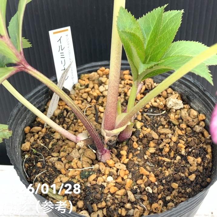 一点物】加藤農園 サンシャインゴールドクリスマスローズ イルミリオン