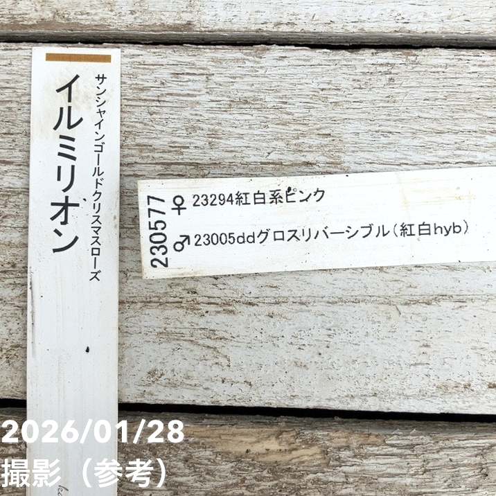 一点物】加藤農園 サンシャインゴールドクリスマスローズ イルミリオン