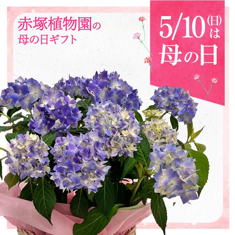 お届け5/12以降】母の日ギフト2026 ヤマアジサイ てててまり 5号｜鉢花