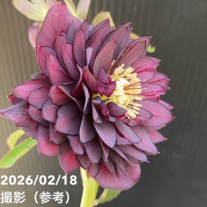 一点物】広瀬園芸 クリスマスローズ 4.5号（HR34）｜山野04-PA | 草花