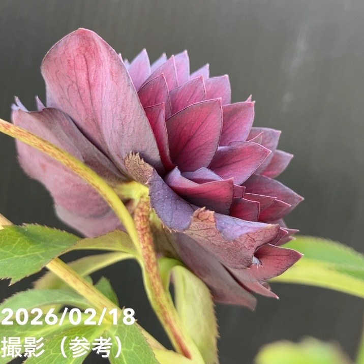 一点物】広瀬園芸 クリスマスローズ 4.5号（HR34）｜山野04-PA | 草花