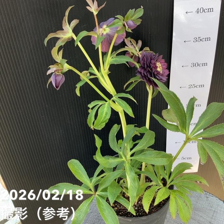 一点物】広瀬園芸 クリスマスローズ 4.5号（HR34）｜山野04-PA | 草花