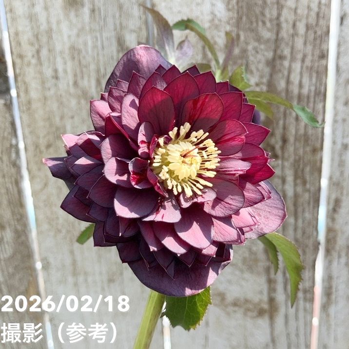 一点物】広瀬園芸 クリスマスローズ 4.5号（HR34）｜山野04-PA | 草花