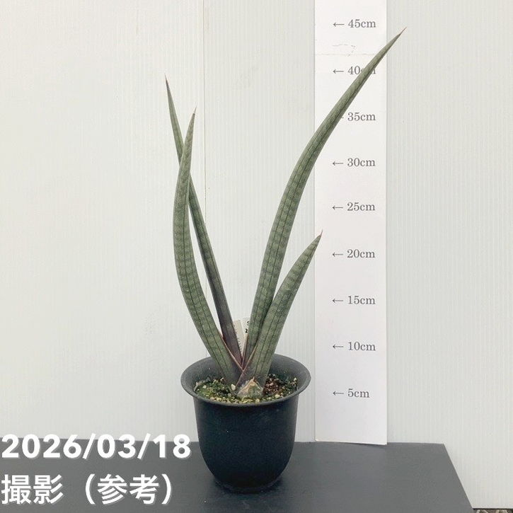 ★☆【おまとめ割】パキポ・アガベ・サンセベリア☆★ 楽天市場】【翌日配送】観葉植物 5号 パキラ ガジュマル サンスベリア