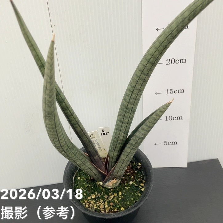 ★☆【おまとめ割】パキポ・アガベ・サンセベリア☆★ 楽天市場】【翌日配送】観葉植物 5号 パキラ ガジュマル サンスベリア
