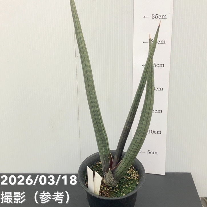 現品お届けレア】サンスベリア 4号 パープルソード プラ鉢（S245