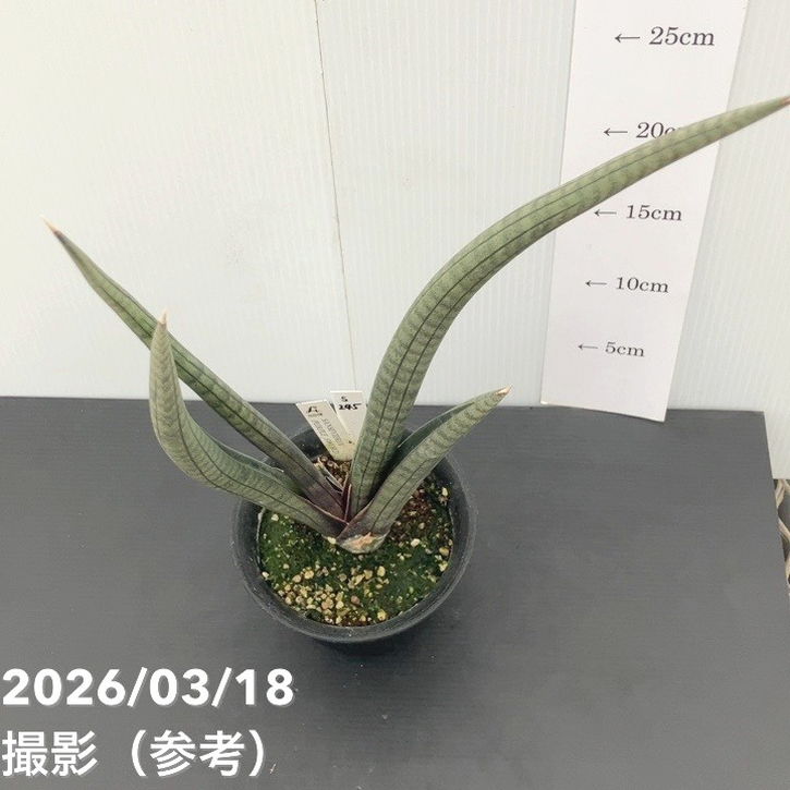 現品お届けレア】サンスベリア 4号 パープルソード プラ鉢（S245