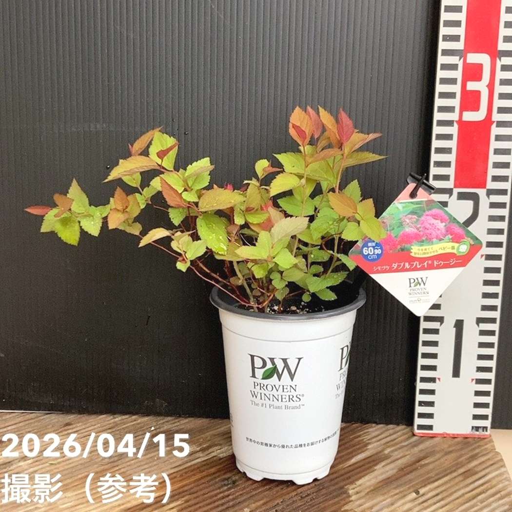 PW シモツケ ダブルプレイ ドゥージー 11cmロングポット｜花木04-PA