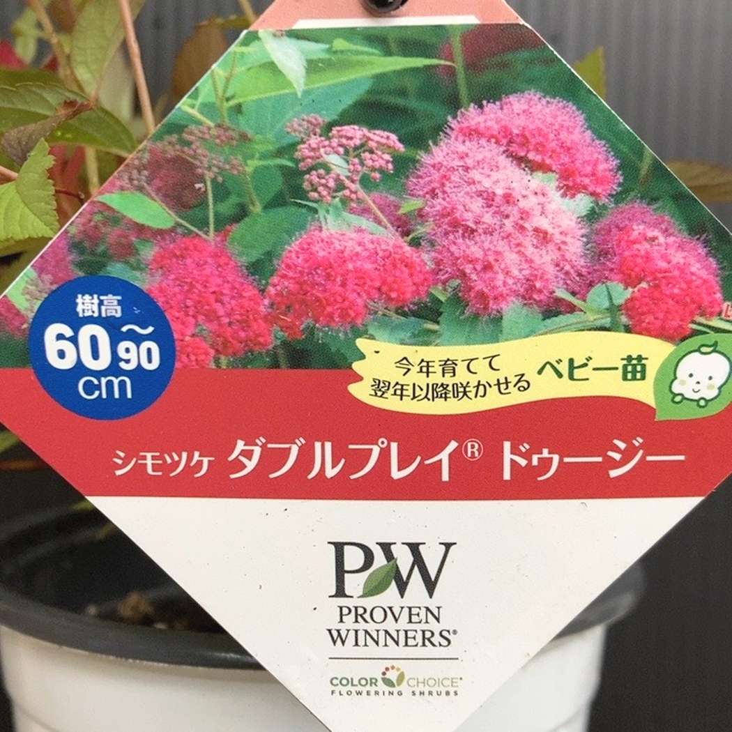 PW シモツケ ダブルプレイ ドゥージー 11cmロングポット｜花木04-PA