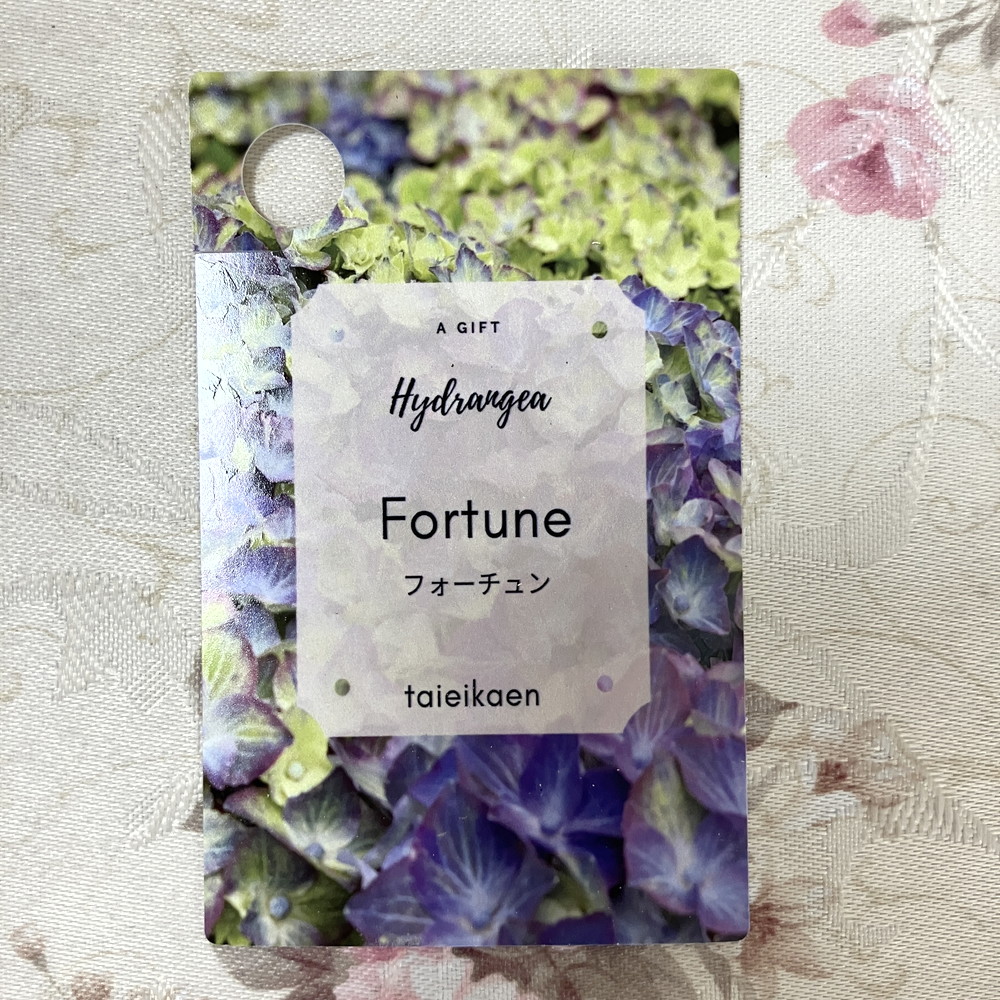 アジサイ ハイドランジア フォーチュン Fortune ブルー 5号｜鉢花04-PA