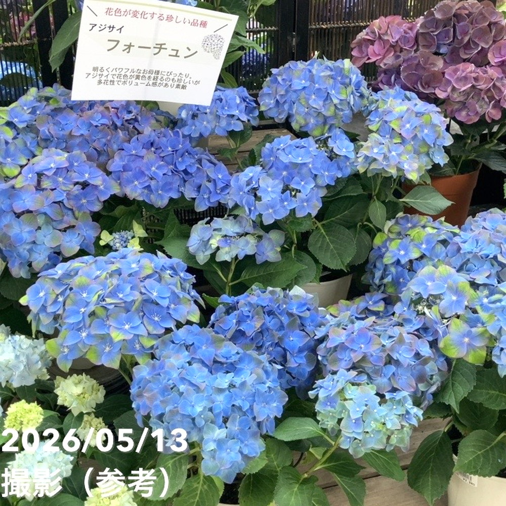 ☆ハイドランジア♡アジサイ☆フルフル☆5号鉢☆希少☆ アジサイ ハイドランジア フォーチュン Fortune ブルー 5号｜鉢花04-PA
