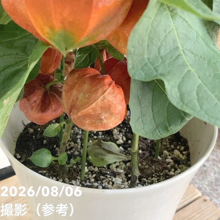 ホオズキ 7号|鉢花04-PA
