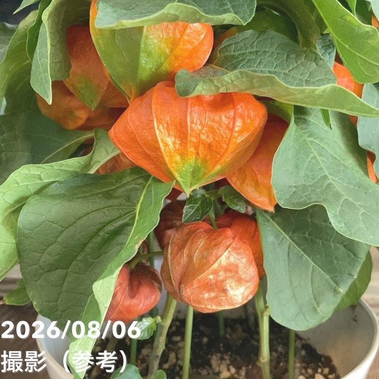 ホオズキ 7号|鉢花04-PA