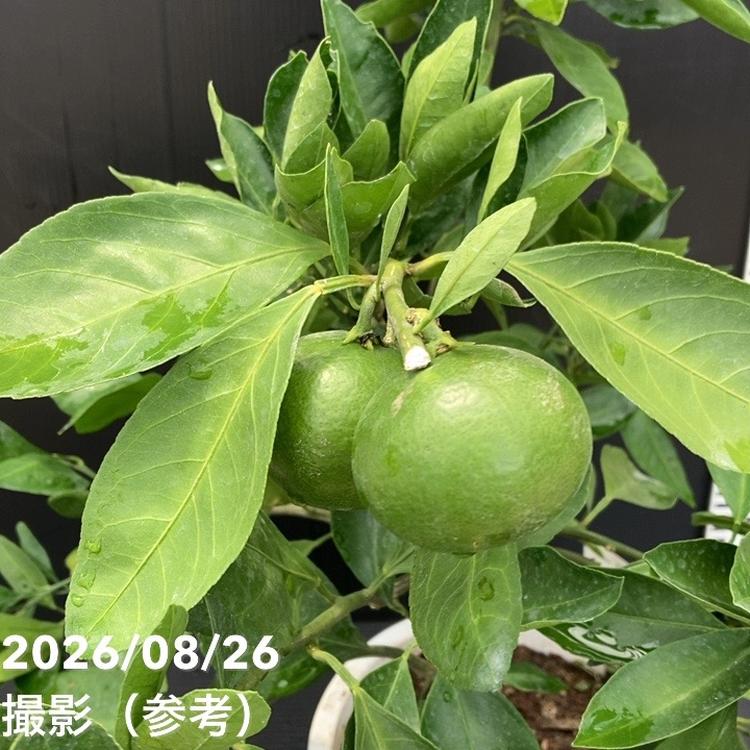 実付き柑橘＞カンダシトラスファームさん 宮川早生温州みかん 7号
