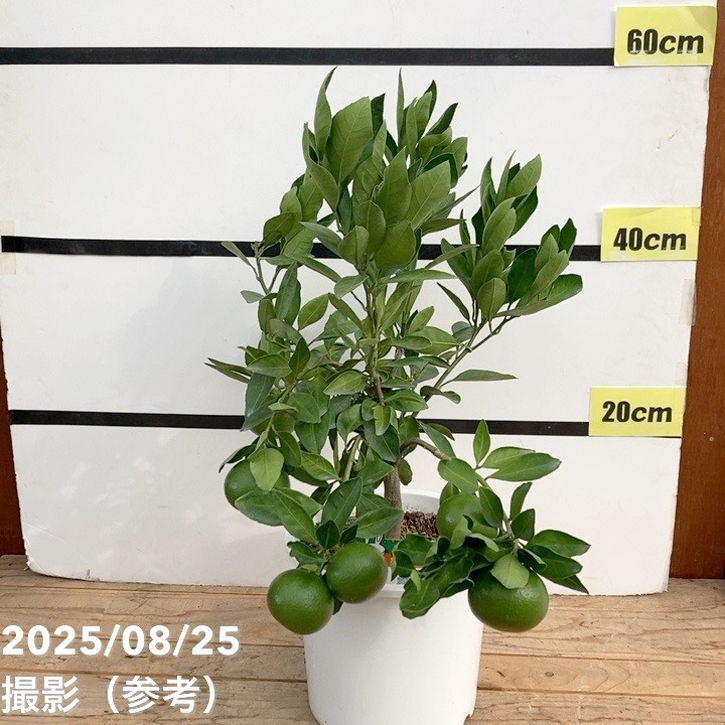 ③小原紅早生みかん 4年生 実つき！植木鉢栽培向け 実付き柑橘＞早生