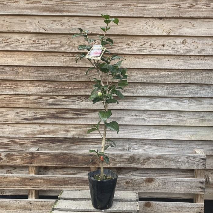 椿 ツバキ 4号 人気品種 岩根絞［こだわりの前田ナーセリー苗］｜花木