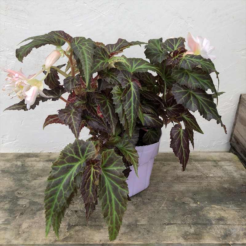 PW 球根ベゴニア サマーウィング ダブルライトピンク 3.5号×3株セット